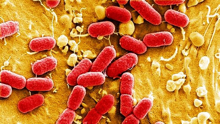 Logran producir gasolina de bacterias intestinales