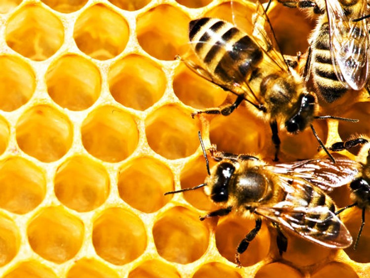 Surgihoney