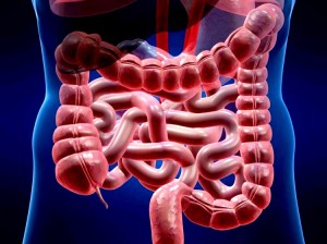 Investigación destapa el eje intestino-cerebro