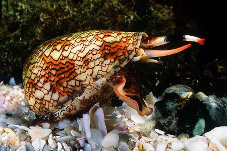 Snail Venom