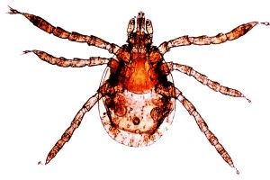 Garrapatas