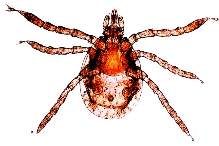 Garrapatas