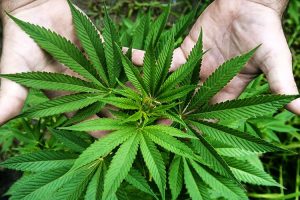 la marihuana