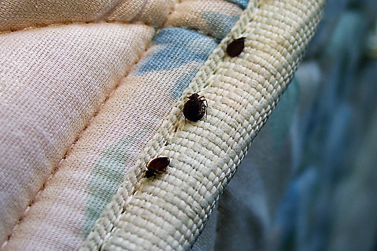 las chinches de la cama