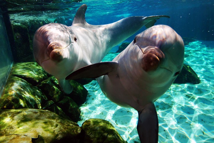 los delfines
