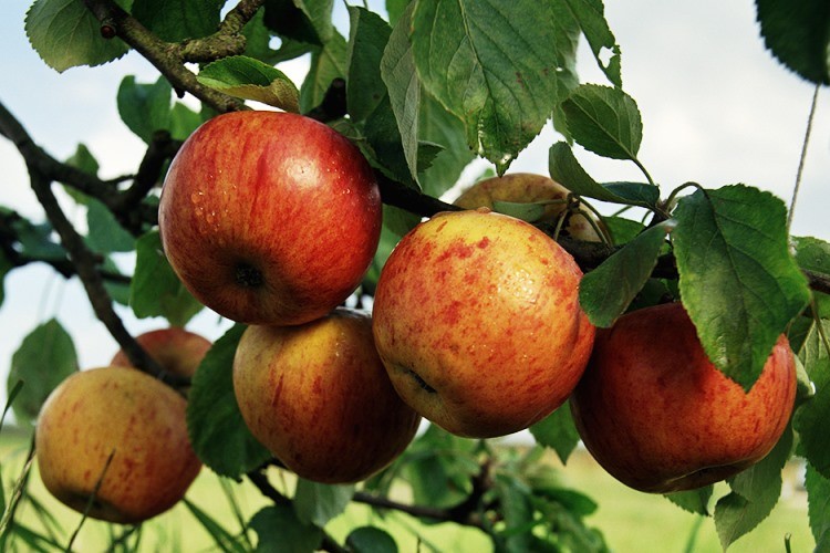 el fruto de Adán