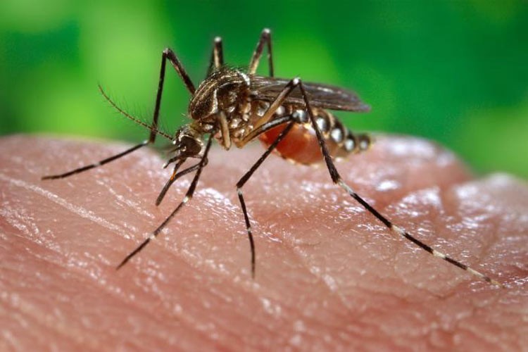 Chikungunya viene a los EE.UU.