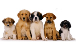 Aceite de coco para perros