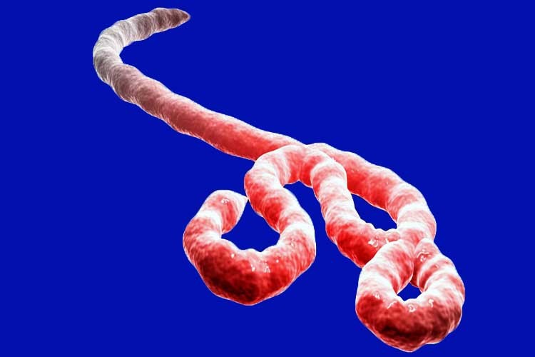 virus del Ébola