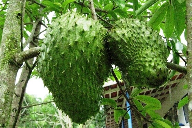 La Graviola es la súper planta anti Cáncer