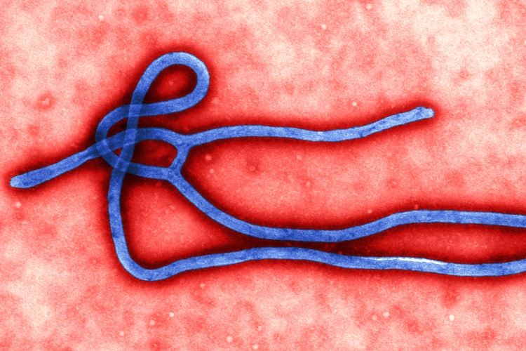 Virus