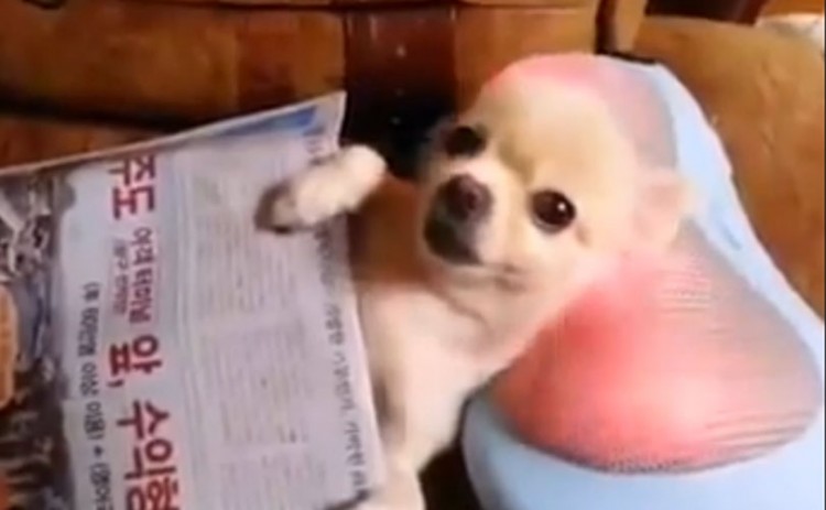 El sueño de un Chihuahua es hecho realidad