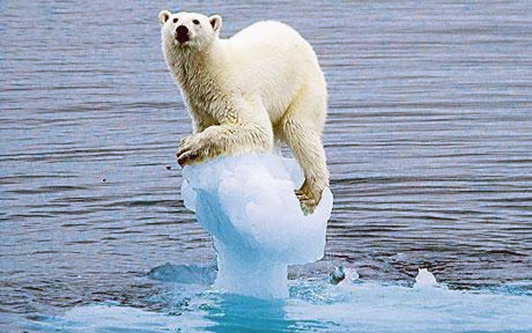 Cambio climático eliminaría varones del planeta