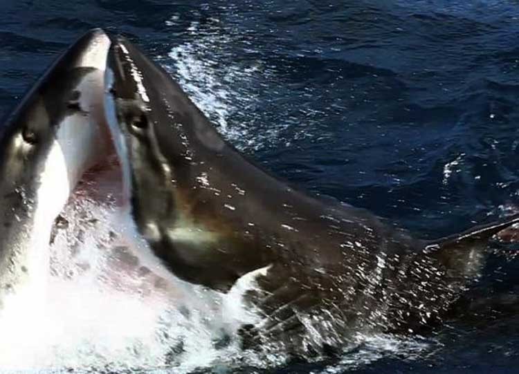 Tiburón gigante ataca a otro más pequeño