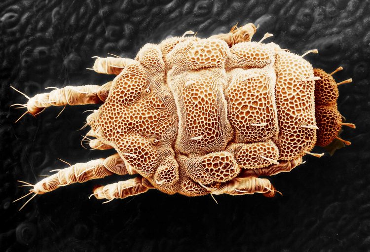 microbio