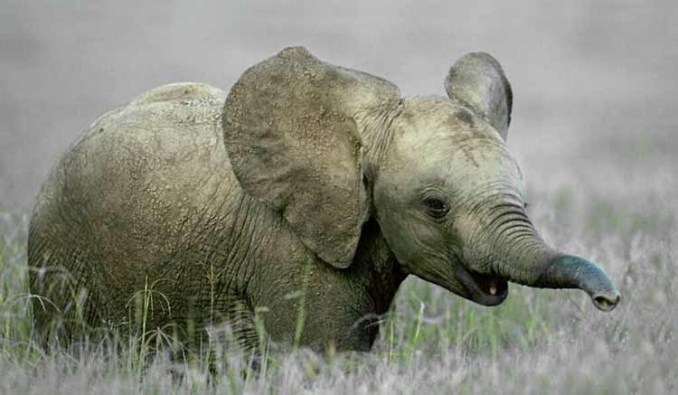 Bebé elefante sale victorioso contra 14 leones