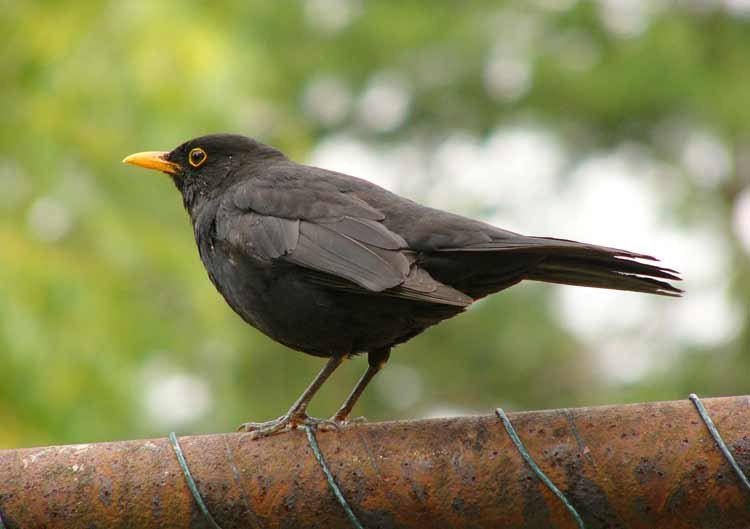Black bird