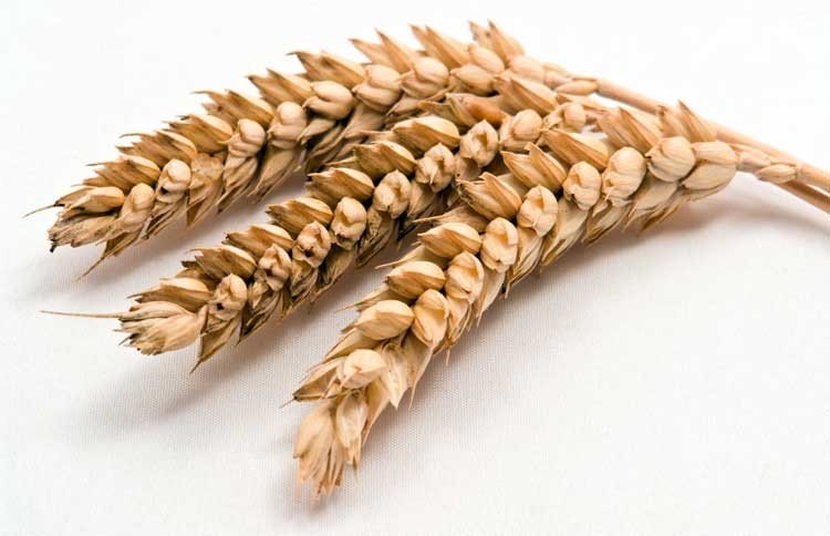 Gluten