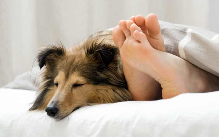 Podrían contraer matrimonio con animales