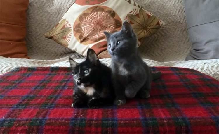 Los más adorables gatitos “metaleros”