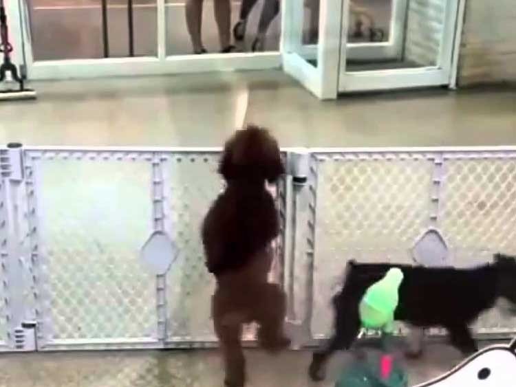 Cachorro Emocionado