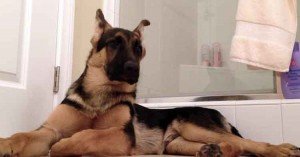 german shepherd