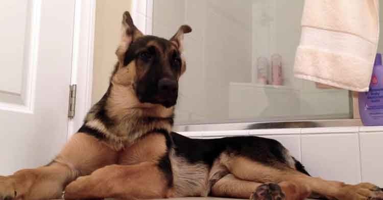 german shepherd