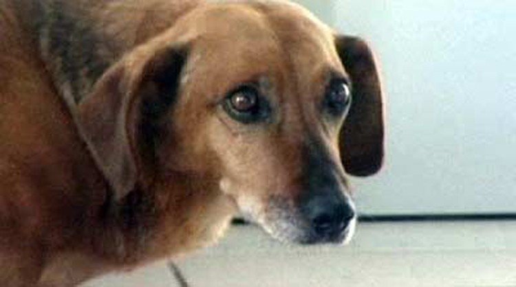 Masha perrito siberiano