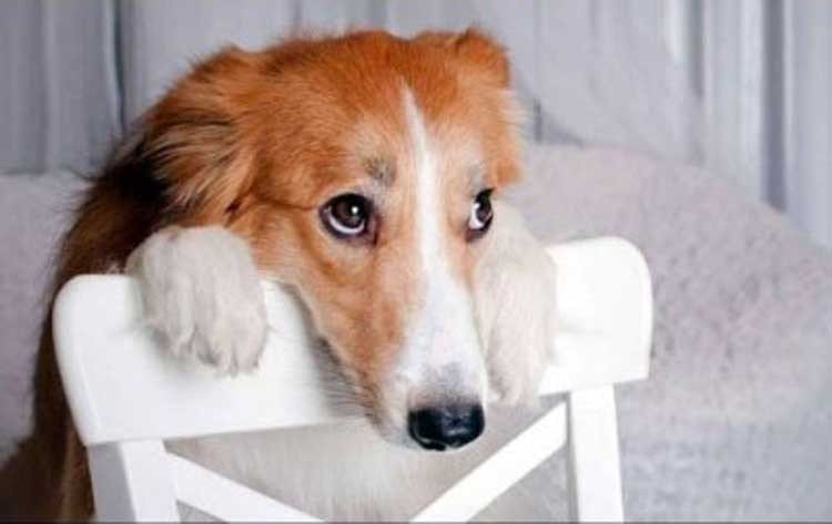 Perritos culpables