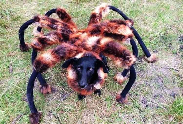 perro araña