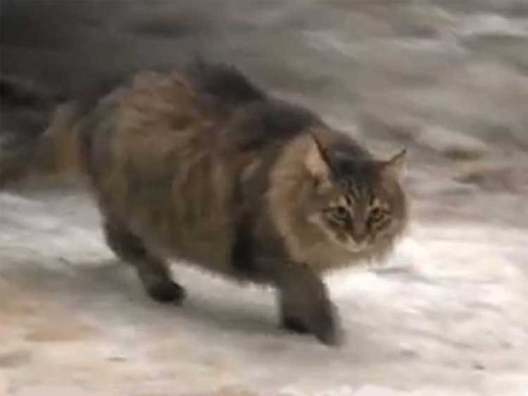 Gato callejero