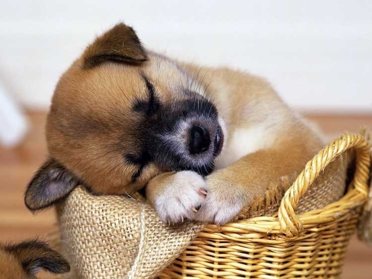 mascota