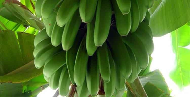 platano