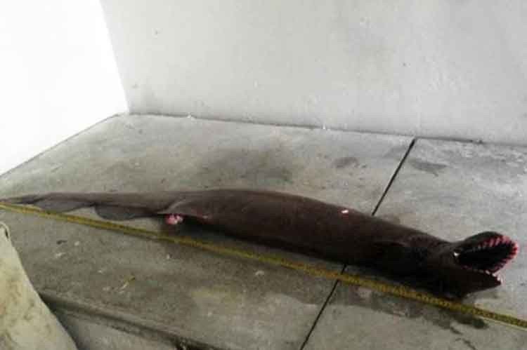 tiburón anguila