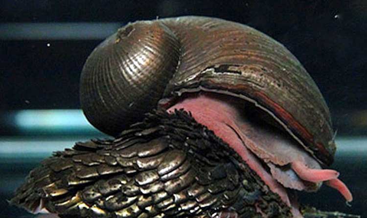 Caracol Badass