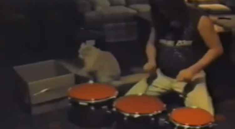 Gato baterista