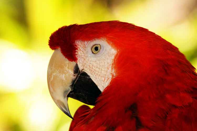 pájaros cantores