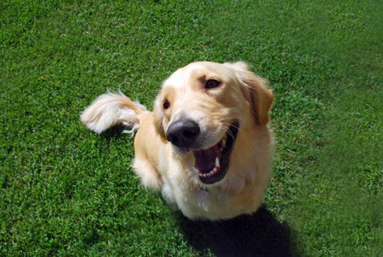 su perro es feliz