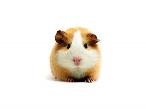 cobaya
