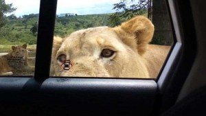 León abrió la puerta de su auto