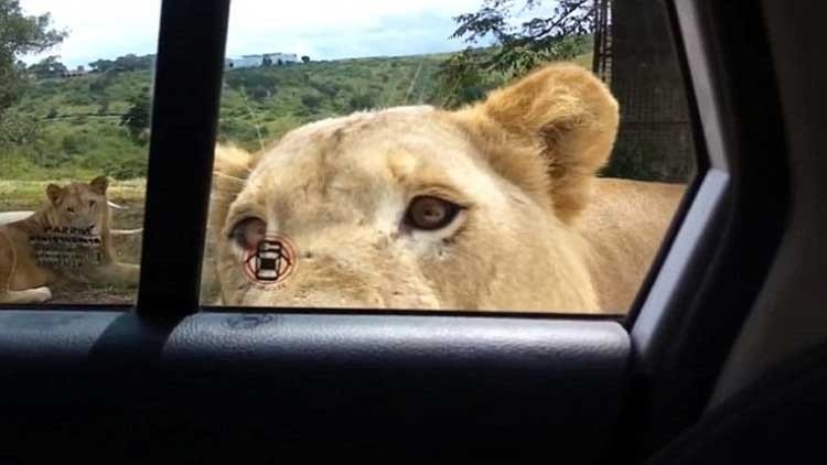 León abrió la puerta de su auto