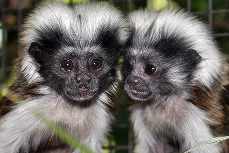 monos