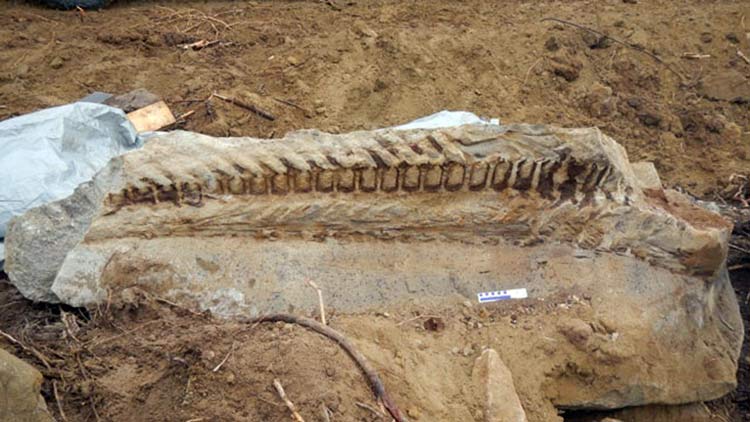 Salamander Metoposaurus algarvensis