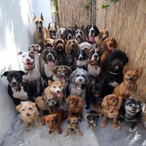 Usan ADN para atrapar perros