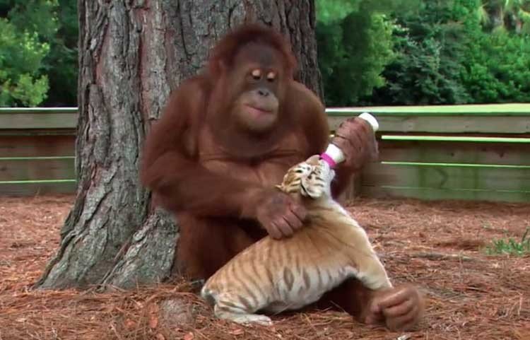 orangutan