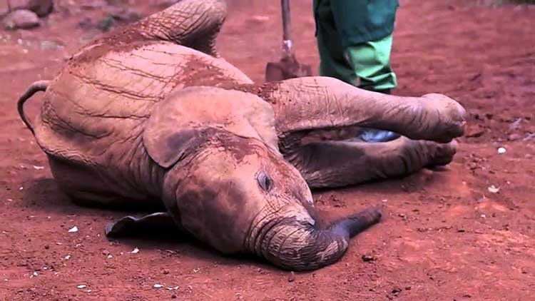 bebé elefante