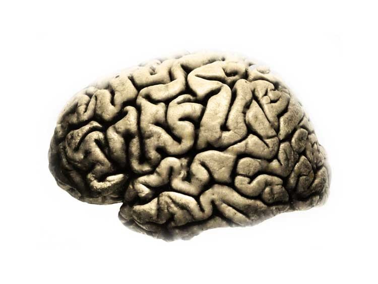 el cerebro