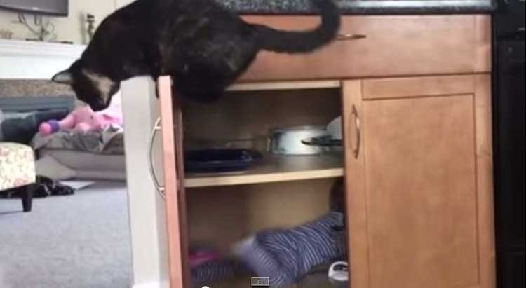 gato