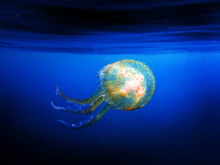Medusas