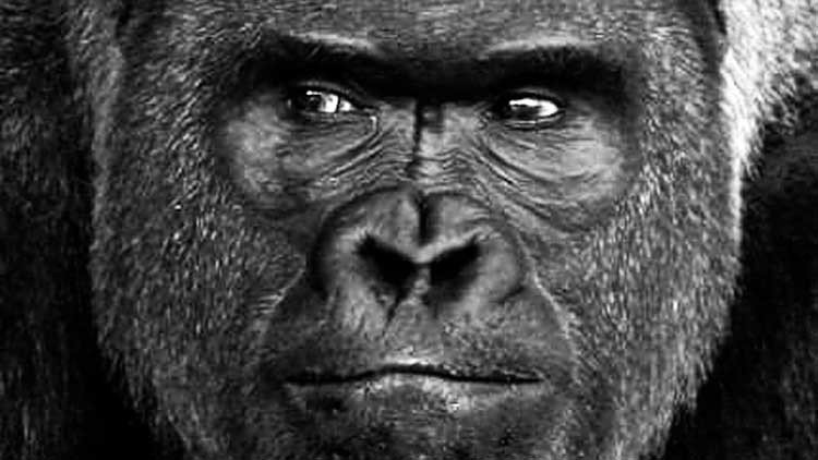 Shabani